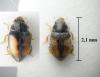 Nephus redtenbacheri